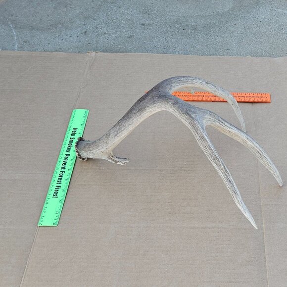 Genuine Mule Deer Shed Antler - Picture 4 of 14